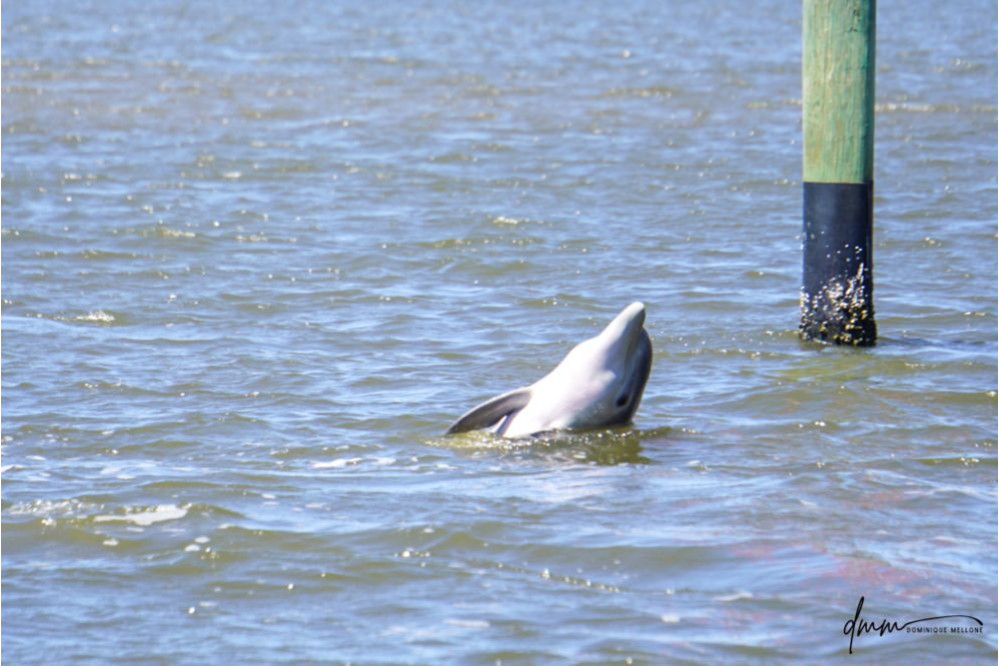 Bottlenose Dolphin- Spyhopping 4