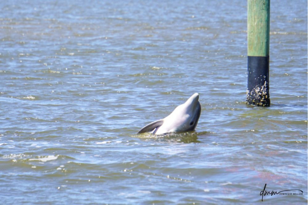 Bottlenose Dolphin- Spyhopping 4