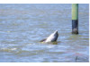 Bottlenose Dolphin- Spyhopping 4
