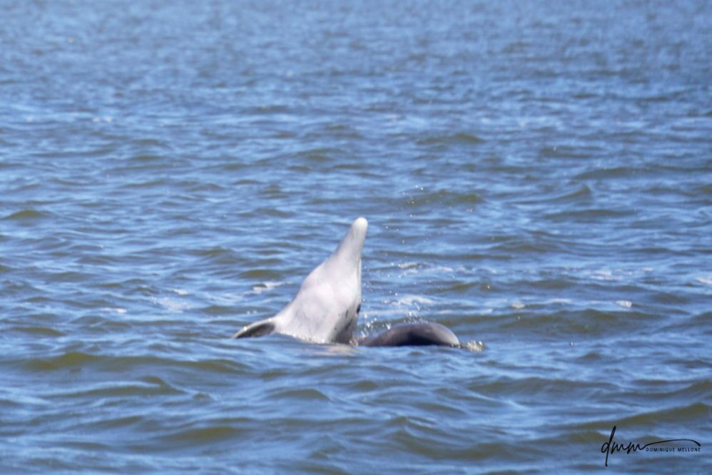 Bottlenose Dolphin- Spyhopping 5