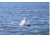 Bottlenose Dolphin- Spyhopping 5