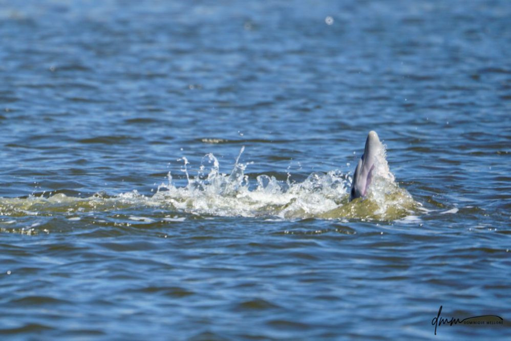 Bottlenose Dolphin- Spyhopping 6