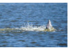 Bottlenose Dolphin- Spyhopping 6