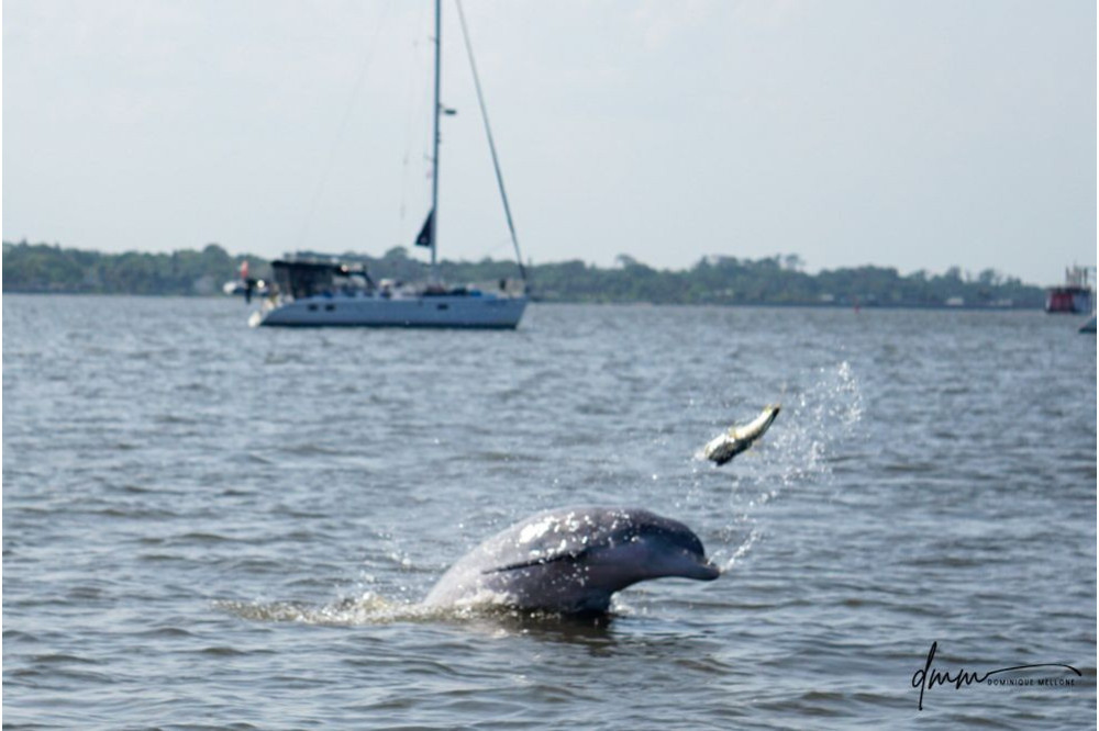 Bottlenose Dolphin- Throwing Fish 1