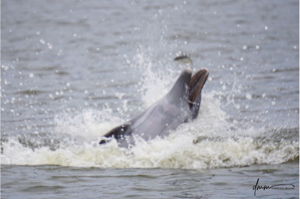 Bottlenose Dolphin- Throwing Fish 10