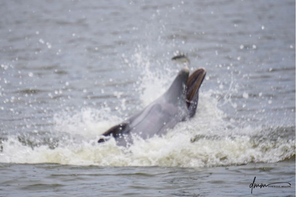 Bottlenose Dolphin- Throwing Fish 10