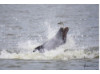Bottlenose Dolphin- Throwing Fish 10