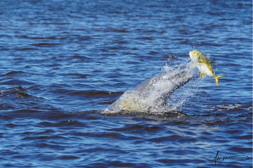 Bottlenose Dolphin- Throwing Fish 11
