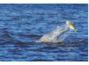 Bottlenose Dolphin- Throwing Fish 11