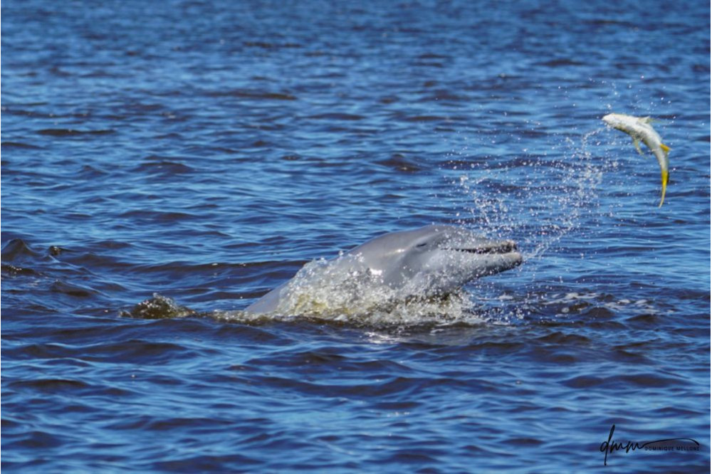 Bottlenose Dolphin- Throwing Fish 12
