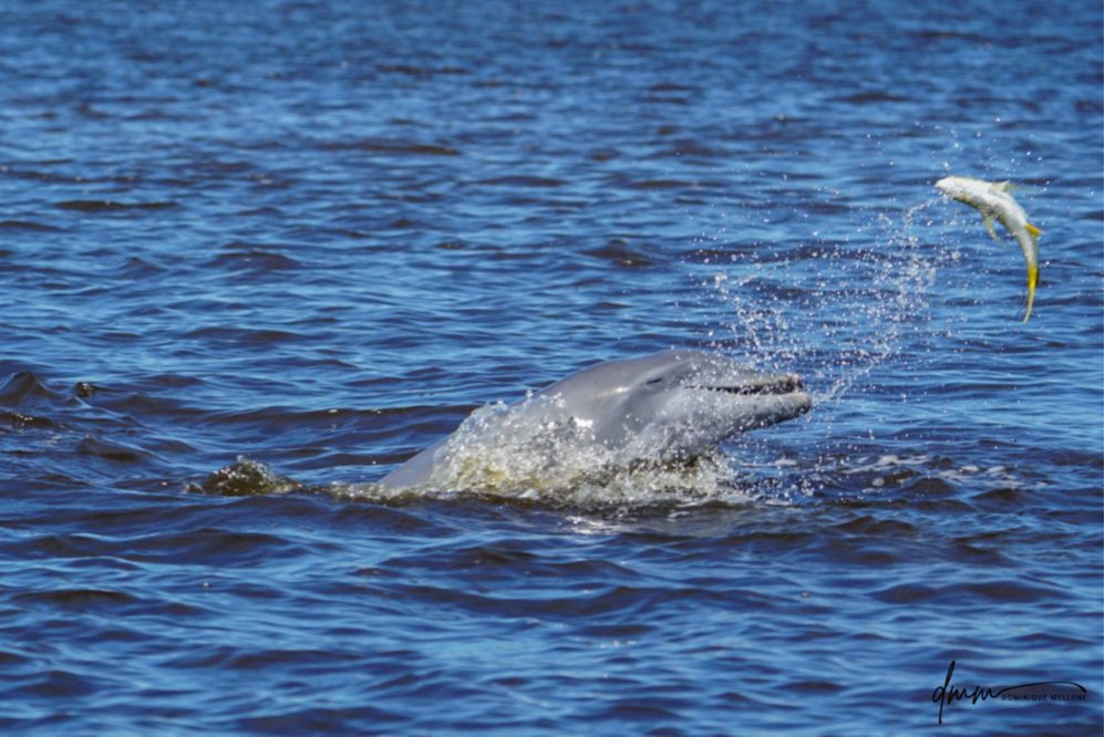 Bottlenose Dolphin- Throwing Fish 12
