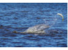 Bottlenose Dolphin- Throwing Fish 12