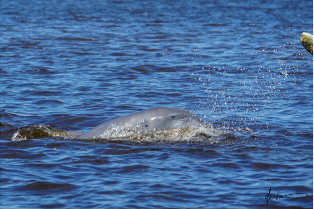 Bottlenose Dolphin- Throwing Fish 13