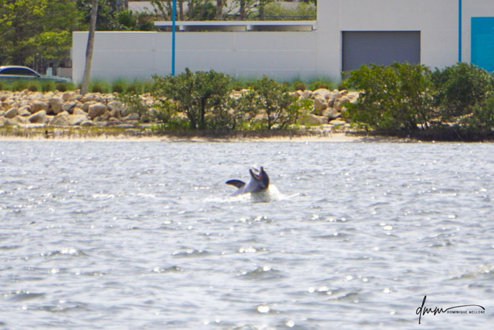 Bottlenose Dolphin- Throwing Fish 14