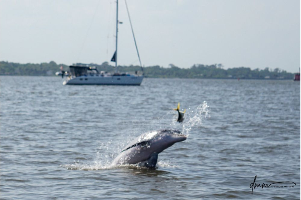Bottlenose Dolphin- Throwing Fish 2