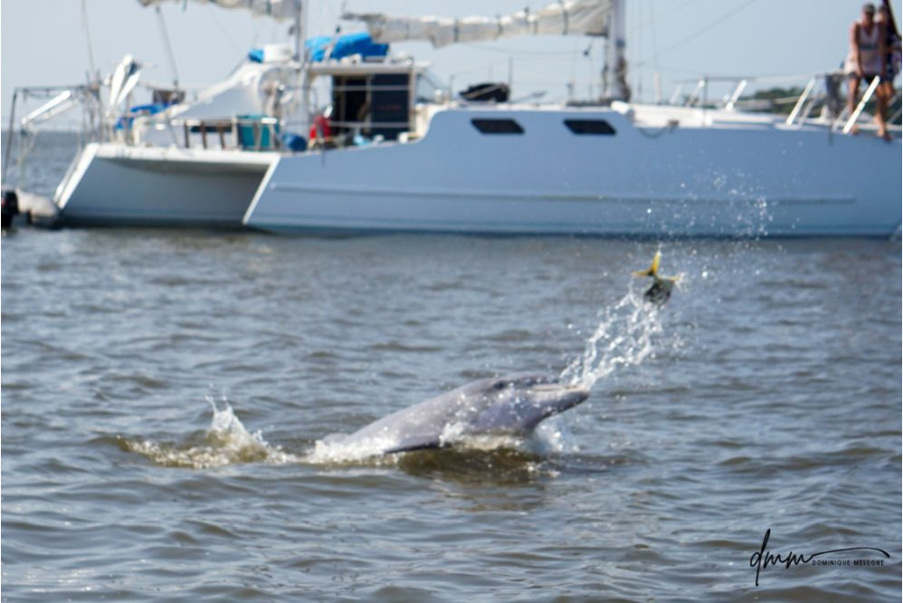 Bottlenose Dolphin- Throwing Fish 3