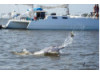 Bottlenose Dolphin- Throwing Fish 3