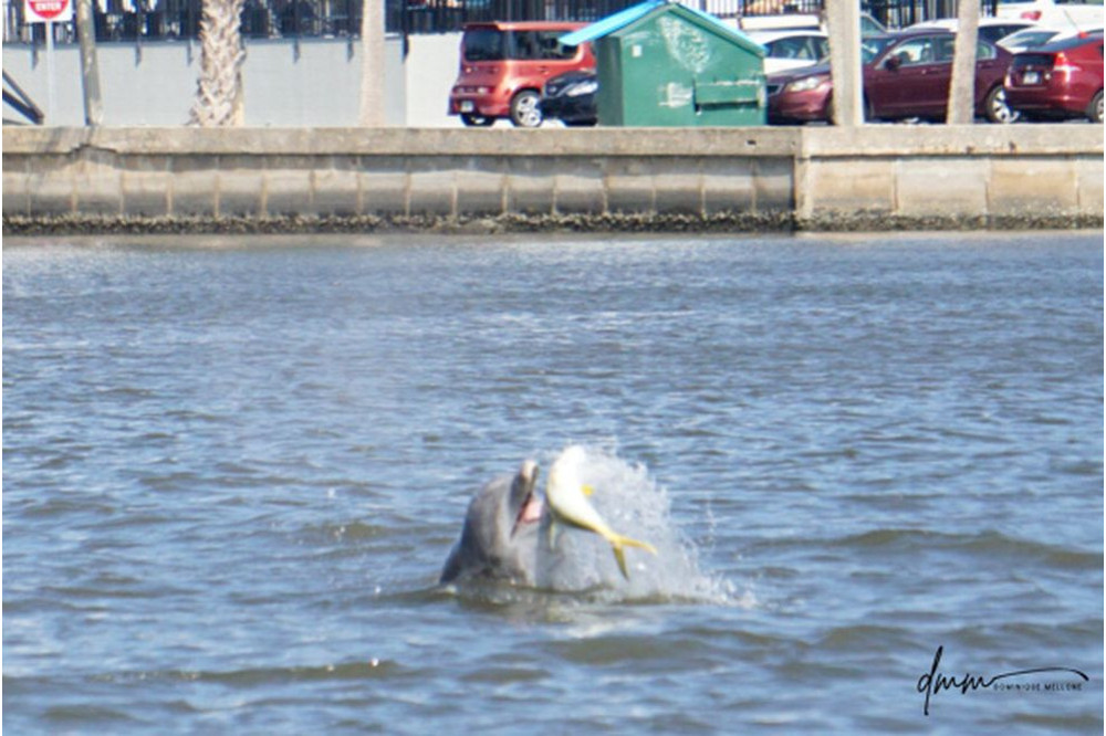 Bottlenose Dolphin- Throwing Fish 4