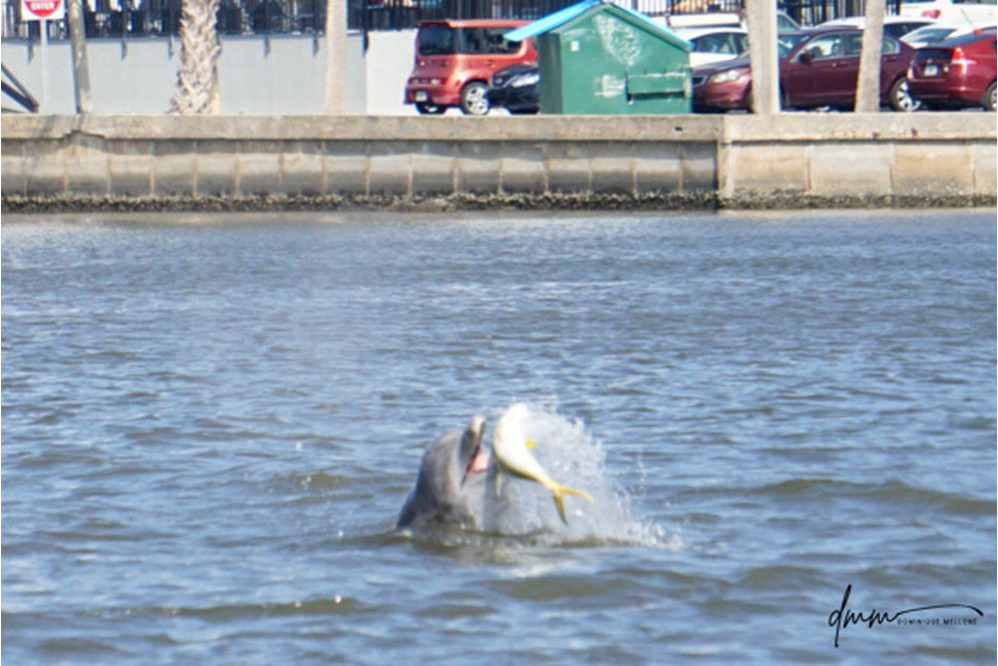 Bottlenose Dolphin- Throwing Fish 4