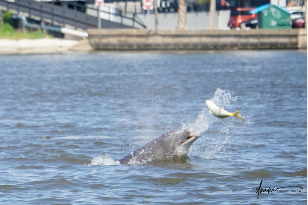 Bottlenose Dolphin- Throwing Fish 5