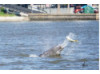 Bottlenose Dolphin- Throwing Fish 5