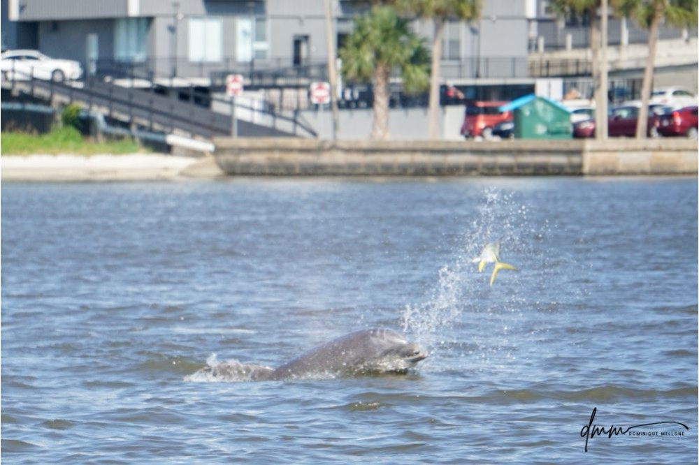 Bottlenose Dolphin- Throwing Fish 6
