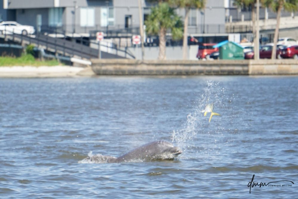 Bottlenose Dolphin- Throwing Fish 6
