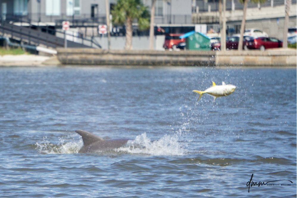 Bottlenose Dolphin- Throwing Fish 7