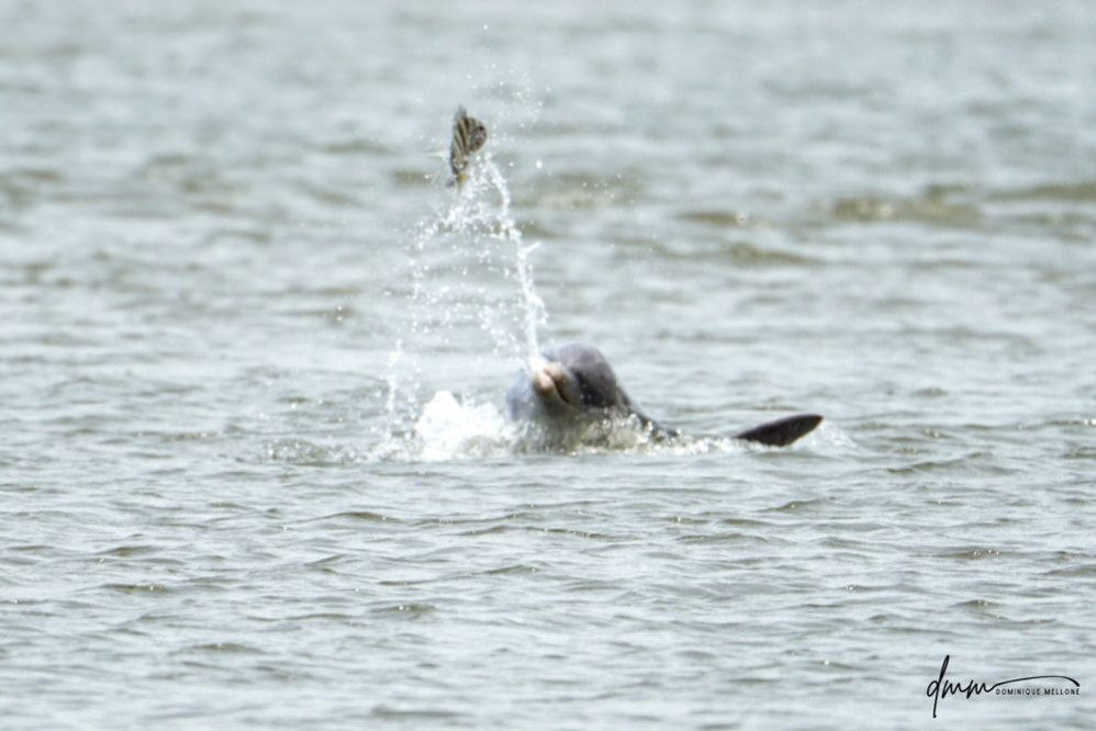 Bottlenose Dolphin- Throwing Fish 8