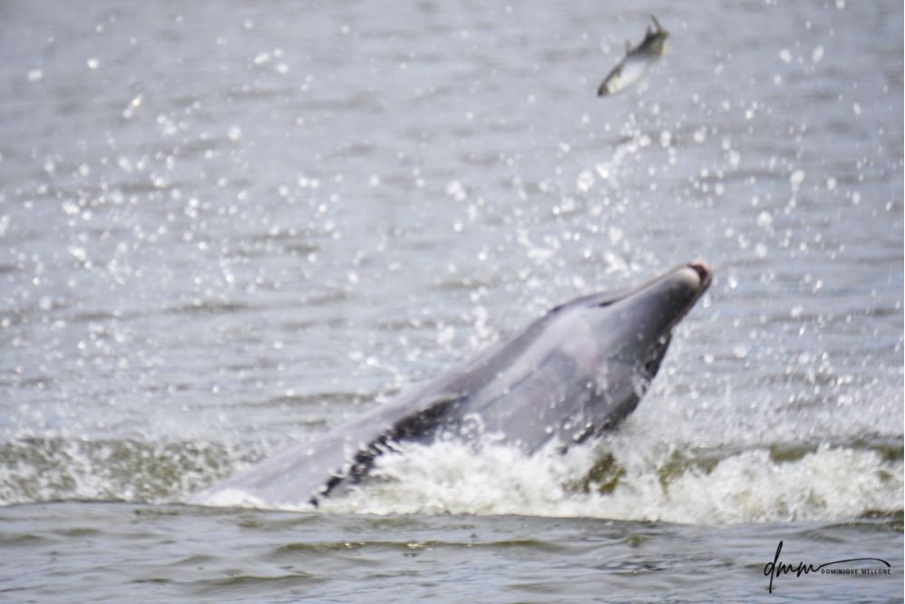 Bottlenose Dolphin- Throwing Fish 9