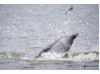 Bottlenose Dolphin- Throwing Fish 9