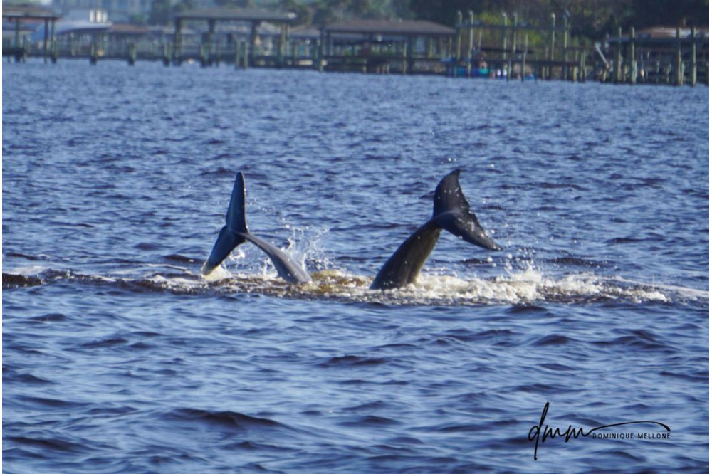 Bottlenose Dolphin- Two Tails