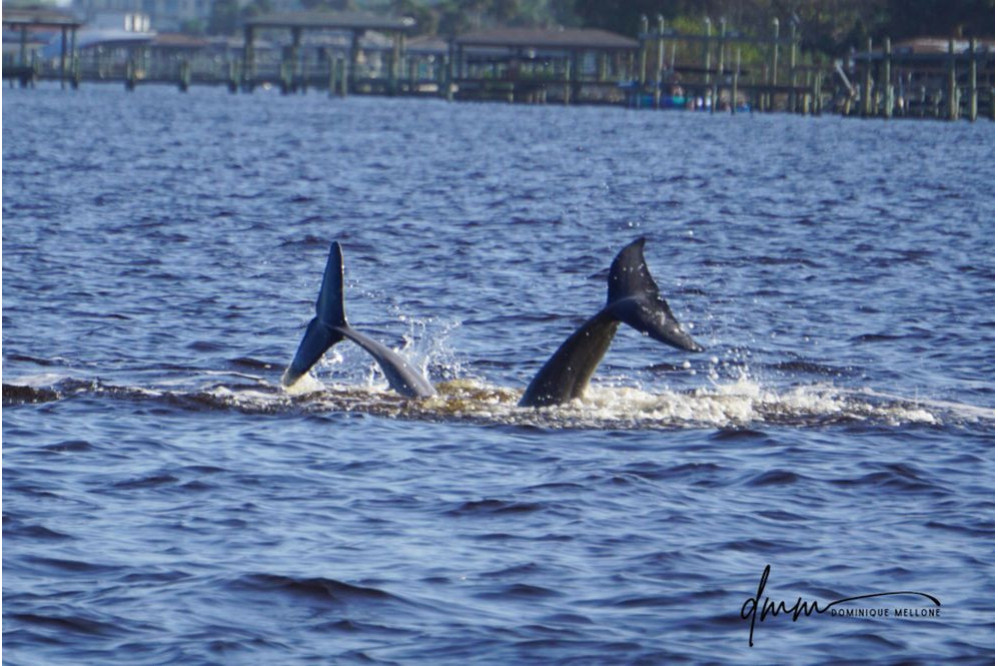 Bottlenose Dolphin- Two Tails