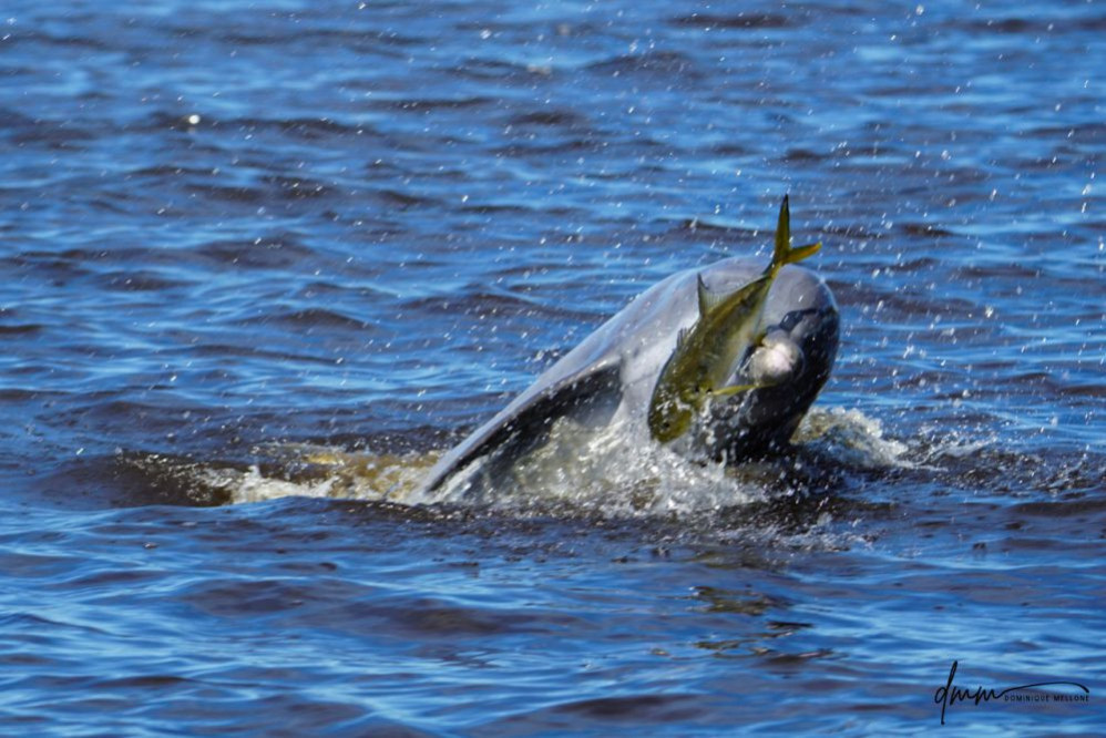Bottlenose Dolphin- With Fish 1