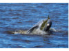Bottlenose Dolphin- With Fish 1