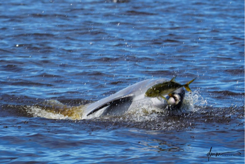 Bottlenose Dolphin- With Fish 2