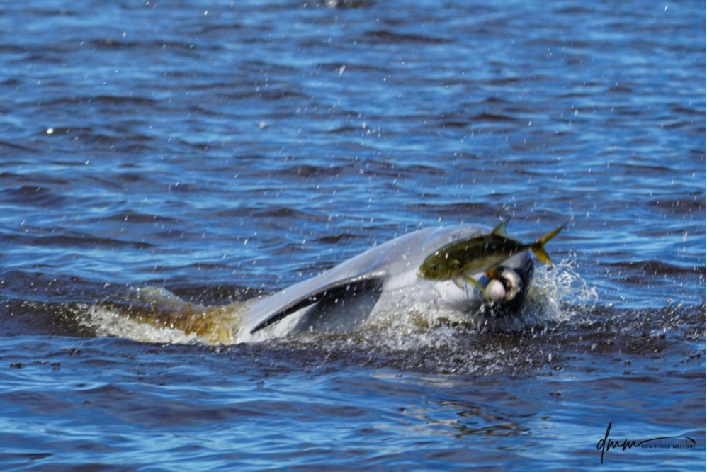 Bottlenose Dolphin- With Fish 2