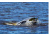 Bottlenose Dolphin- With Fish 2