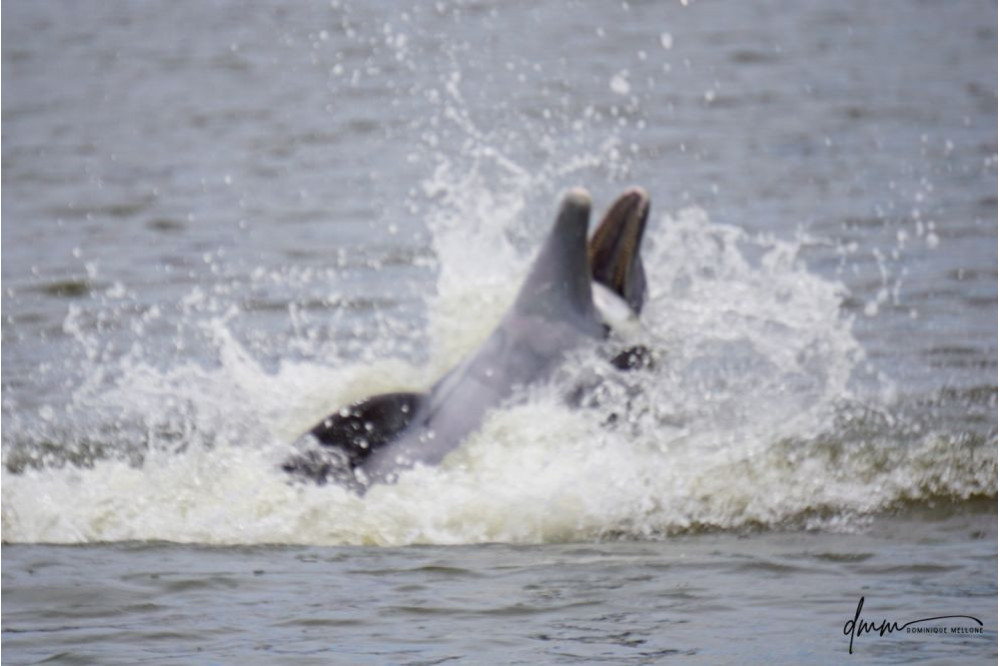 Bottlenose Dolphin- With Fish 3