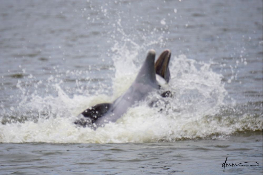 Bottlenose Dolphin- With Fish 3