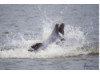 Bottlenose Dolphin- With Fish 3