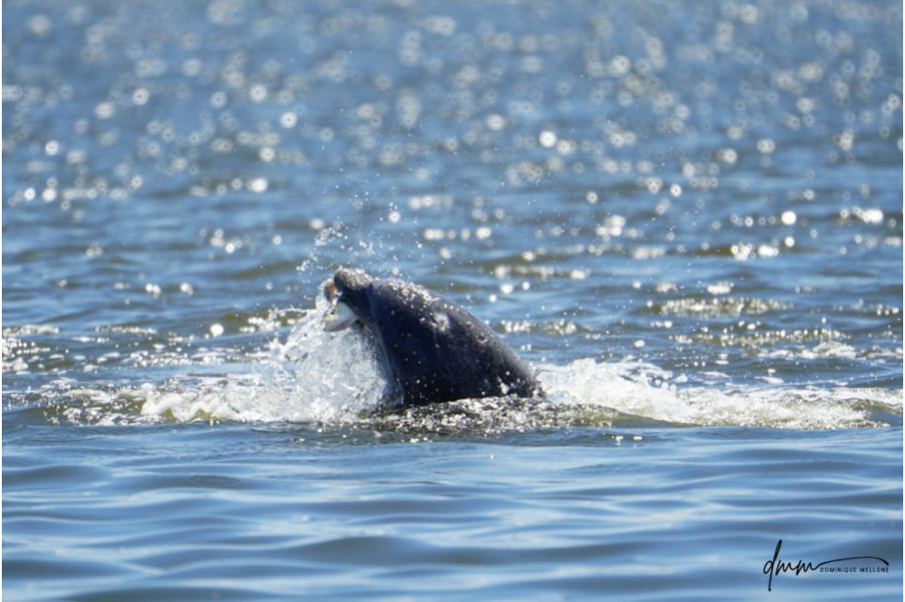 Bottlenose Dolphin- With Fish 4