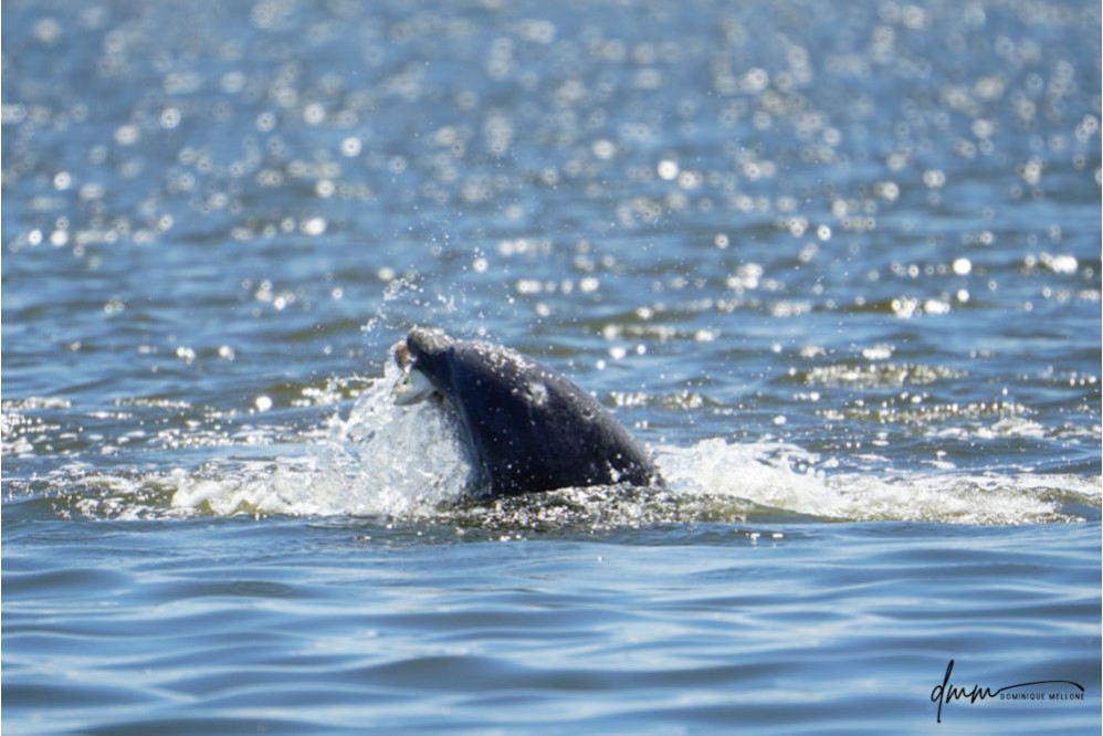 Bottlenose Dolphin- With Fish 4
