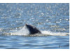Bottlenose Dolphin- With Fish 4
