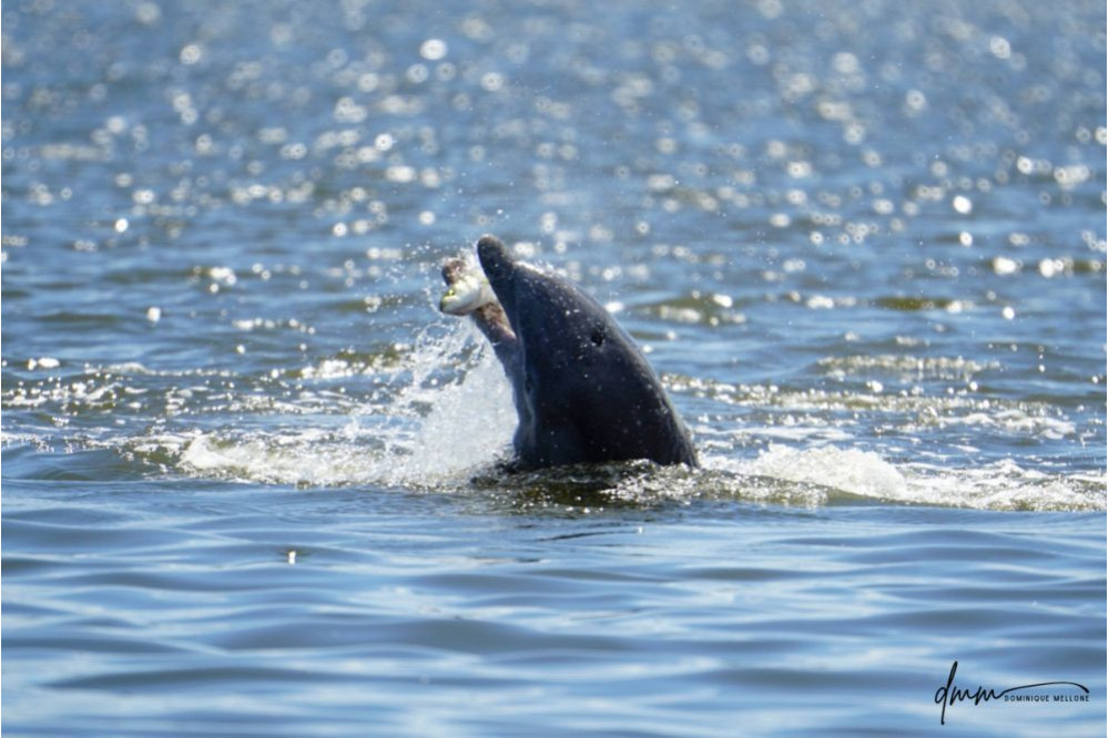 Bottlenose Dolphin- With Fish 5