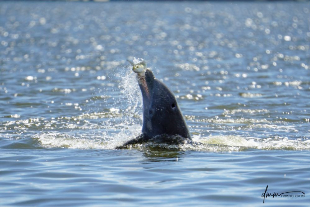 Bottlenose Dolphin- With Fish 6