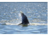 Bottlenose Dolphin- With Fish 6