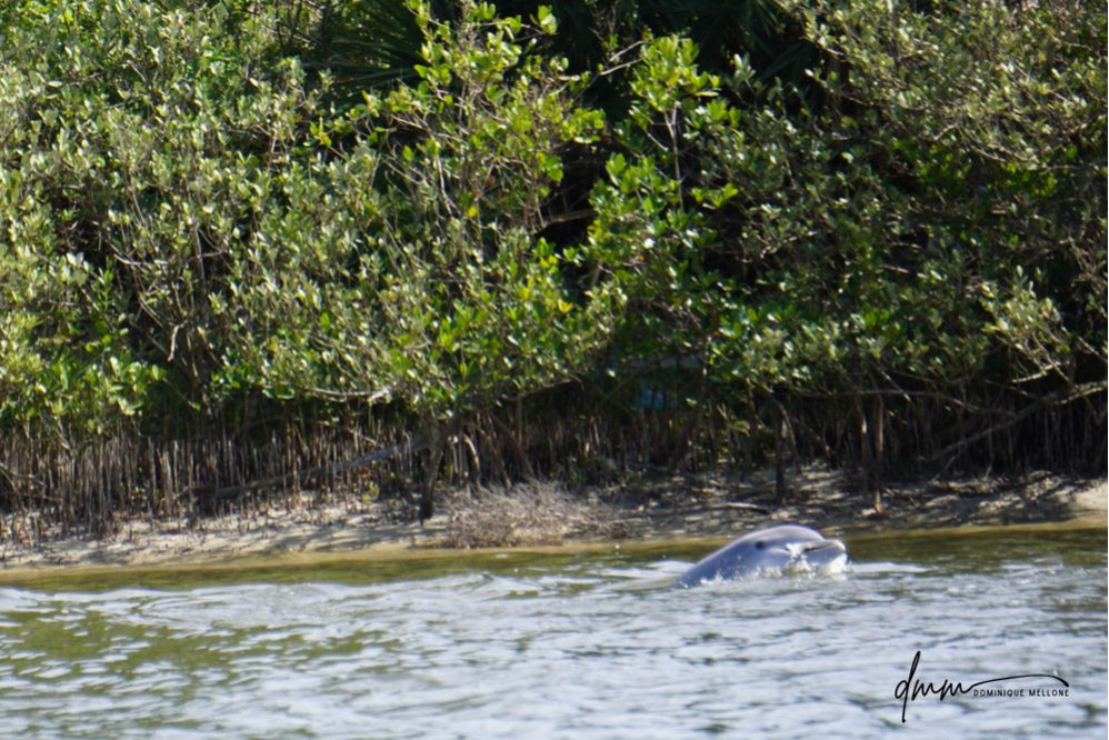 Bottlenose Dolphin- With Fish 7