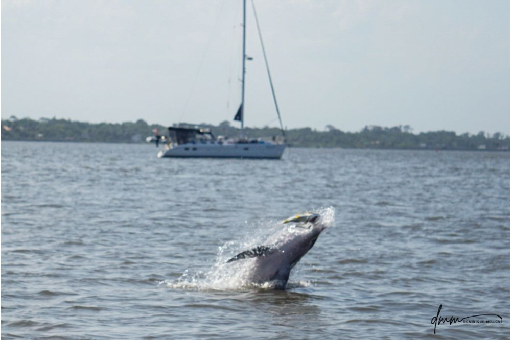 Bottlenose Dolphin- With Fish 8
