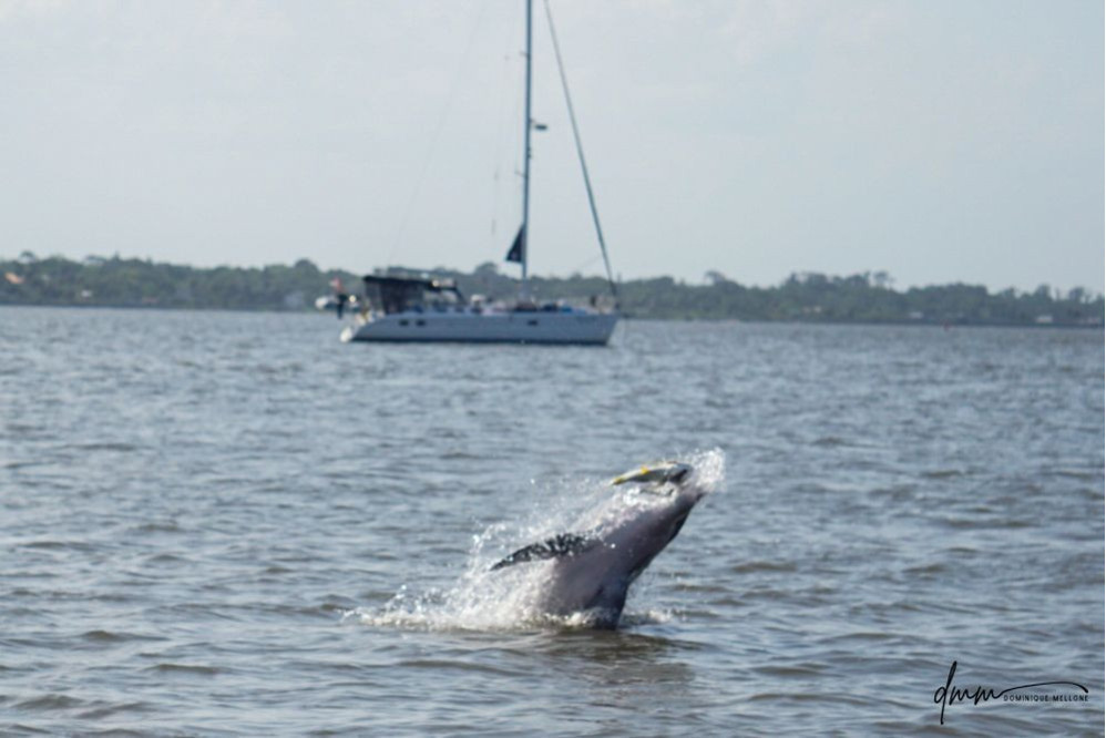 Bottlenose Dolphin- With Fish 8